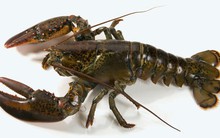 ​Tôm hùm nuôi chết hàng loạt nghi do thủy triều đỏ