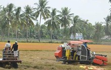 Thất thoát gần 800 triệu USD do thu hoạch và bảo quản lạc hậu