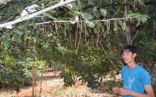 Phập phồng với mắc ca