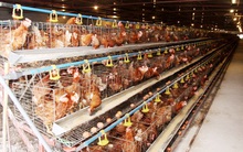 Giá thịt gà tăng trở lại dịp cận Tết