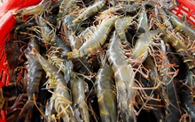 Xuất khẩu thủy sản sang Úc, rất cần gỡ bỏ rào cản kiểm dịch