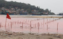 Chuyên gia nói về thủy triều đỏ gây chết cá ở miền Trung