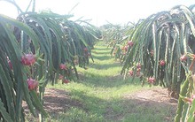 Cảnh báo tình trạng người trồng thanh long lạm dụng thuốc kích thích tăng trưởng