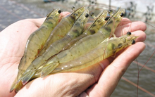 Tôm chết hàng loạt ở Trà Vinh do thời tiết bất thường