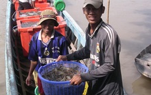 Thương lái Trung Quốc lại phá ngành tôm Việt Nam