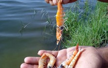 Trà Vinh: Tôm chết hàng loạt vì nắng nóng và mặn