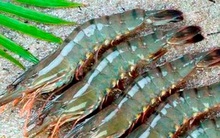 Khiếu nại để buộc Mỹ tính lại thuế cho con tôm?