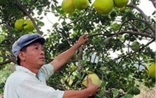 Trái cây Tết Nguyên đán sẽ khan hàng