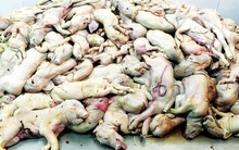 Thịt thối tràn vào TP. HCM