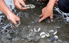 Nghêu chết hàng loạt rất bất thường tại một xã ở Cà Mau