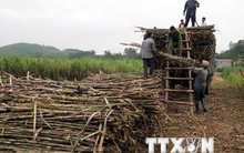 Ngành mía đường còn nhiều khó khăn, thách thức khi hội nhập