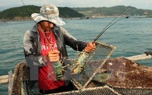 Xác định nguyên nhân tôm hùm, cá mú chết hàng loạt