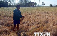 Nhiều diện tích lúa và cây trồng có nguy cơ mất trắng vì hạn mặn