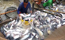 Giá cá tra nguyên liệu tăng do doanh nghiệp đẩy mạnh thu mua