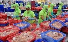 Kiểm tra toàn bộ các lô hàng cá da trơn xuất khẩu vào Hoa Kỳ