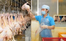 Thịt gà chế biến của Việt Nam có thể được xuất khẩu sang Nhật Bản
