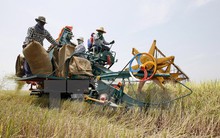 Thái Lan công bố chương trình trợ cấp lúa gạo mới cho nông dân