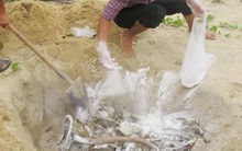 Hà Tĩnh tiêu hủy gần 12 tấn hải sản không đảm bảo an toàn