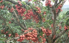 Niên vụ vải thiều 2016: Tăng gần 500 tỉ nhờ chuỗi giá trị