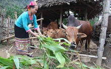 Tăng mức cho vay hộ gia đình vùng khó khăn lên 50 triệu đồng