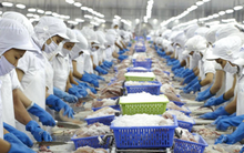 Vĩnh Hoàn tính giảm khối lượng bán cá tra để ổn định biên lợi nhuận