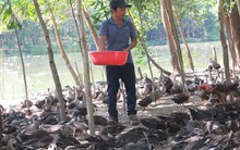 Thu tiền tỷ nhờ nuôi vịt trời