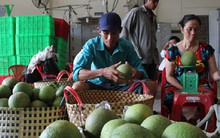 Bưởi da xanh Bến Tre loay hoay với thị trường nội địa