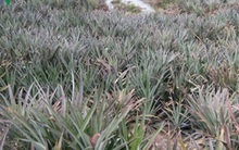 Tiền Giang: Sau hạn mặn trái dứa đạt mức giá kỷ lục