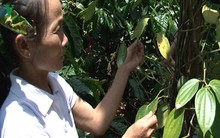 Hồ tiêu của người dân bị rụng lá, rụng quả non vì chất diệt cỏ?