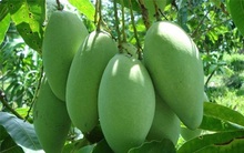 Xoài Việt Nam chính thức vào thị trường Australia