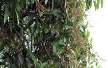 Xoài Tết không đậu trái - người dân thất thu hàng chục tỷ đồng