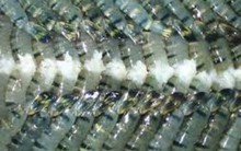 Xuất khẩu tôm sang Trung Quốc tăng mạnh