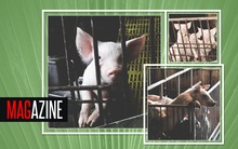 Những con lợn đói ở trung tâm nuôi lợn lớn nhất miền Bắc