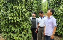 'Chữa bệnh' cho hồ tiêu