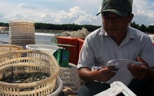 Vụ tôm thắng lớn, niềm vui 'tràn ngập' xứ Nghệ