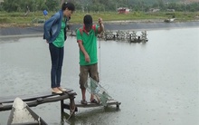 Nuôi cua thương phẩm, mở ra hướng đi mới