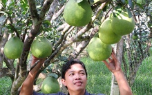 Giá cao, nông dân ĐBSCL trồng bưởi phấn khởi