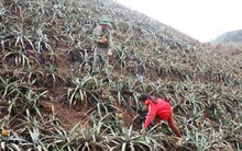 Đi tìm nguyên nhân khiến hàng chục hecta dứa của dân chết bất thường