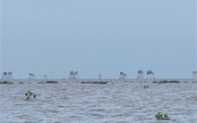 Thất thu hàng chục tỷ đồng từ hàng nghìn hecta nuôi ngao