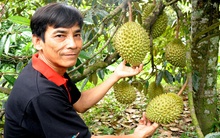 Trồng sầu riêng thu 500 triệu đồng/năm