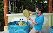 Chưa có năm nào người trồng sầu riêng Châu Thành vui như năm nay!