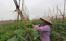 Trồng dưa bao tử vụ đông, thu hơn 10 triệu đồng/2 sào