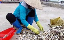 Ngao 'cười', người khóc vì lâm vào cảnh vỡ nợ