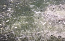 Giá cá lóc sụt giảm khiến nông dân Trà Vinh lỗ nặng