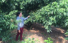 Vải thiều Lục Ngạn, một mùa thất bát