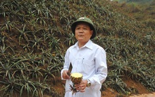 Đau xót cả nghìn tấn dứa trên cây bỗng dưng thối nhũn, vẫn chưa rõ nguyên nhân!?