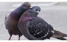 Chuyện vợ chồng bồ câu và bài học cho những ai làm sếp: Đừng bao giờ tự ý sa thải nhân viên khi chưa tìm hiểu lý do!