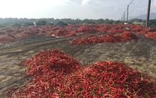 Mùa ớt đắng cay nông dân 'chảy nước mắt'