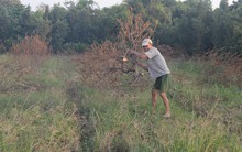 Nông dân 'khóc ngất' trên ruộng quất, mất trắng nhiều tỷ đồng