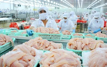 Lo cá tra "sập bẫy" như heo